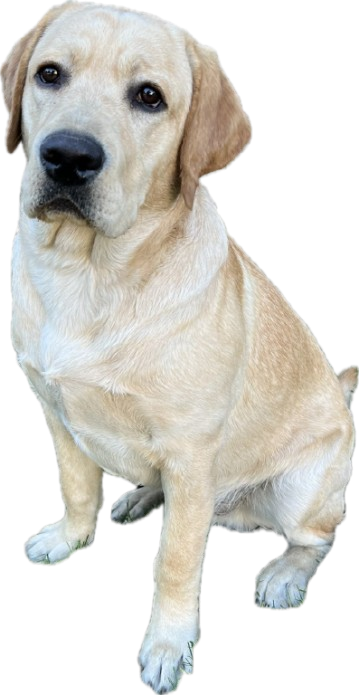 boss dog